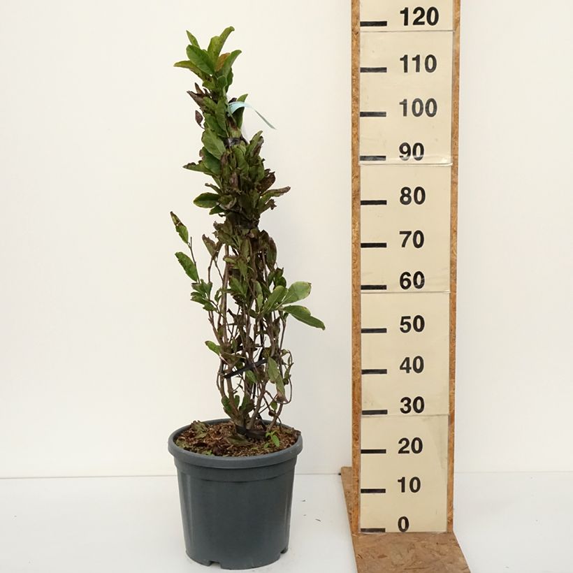 Ejemplar de Magnolia stellata Rosea - Magnolia estrellada Maceta 18L/20L entregado en otoño