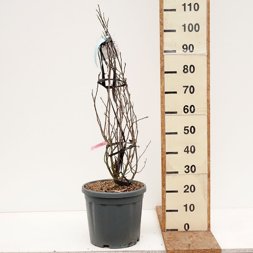 Magnolia stellata Rosea - Magnolia estrellada Maceta 18L/20L Ejemplar entregado en invierno