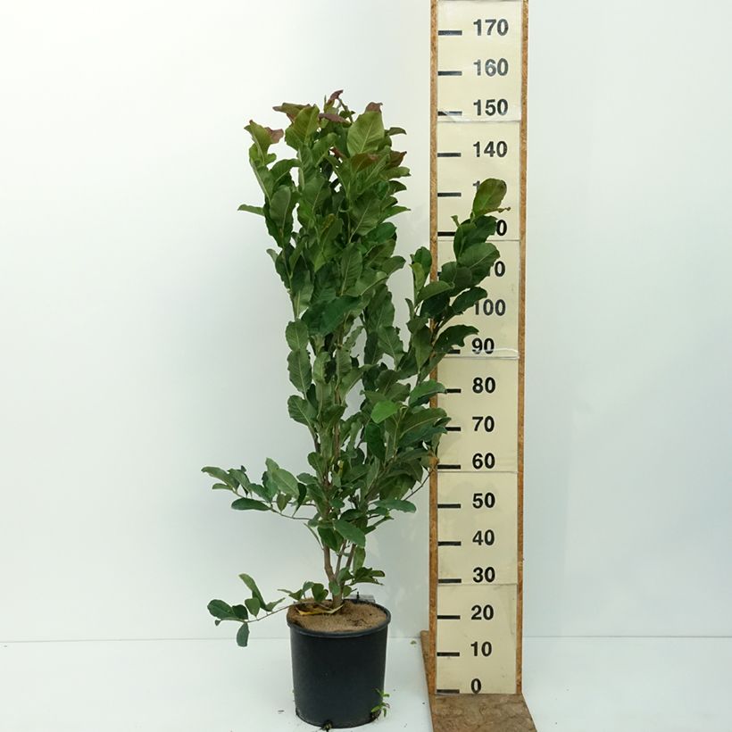 Ejemplar de Magnolia stellata Rosea - Magnolia estrellada Maceta 7,5L/10L entregado en verano