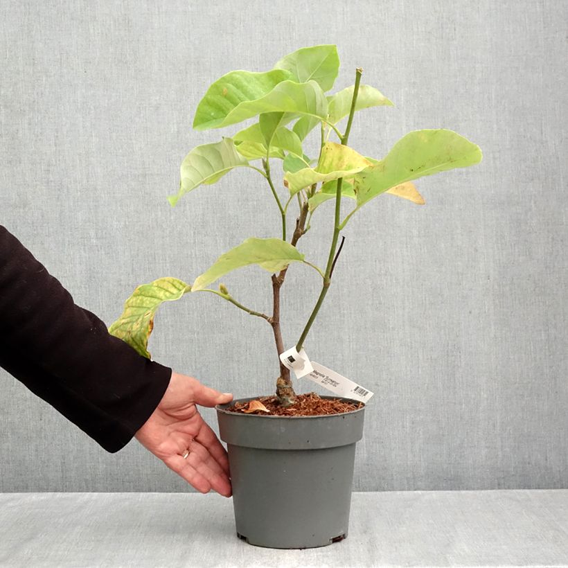 Ejemplar de Magnolia brooklinensis Sunsation Maceta 3L/4L entregado en otoño