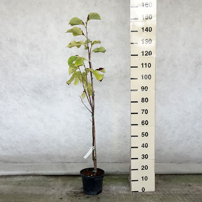 Ejemplar de Magnolia brooklinensis Sunsation Maceta 3L/4L entregado en verano