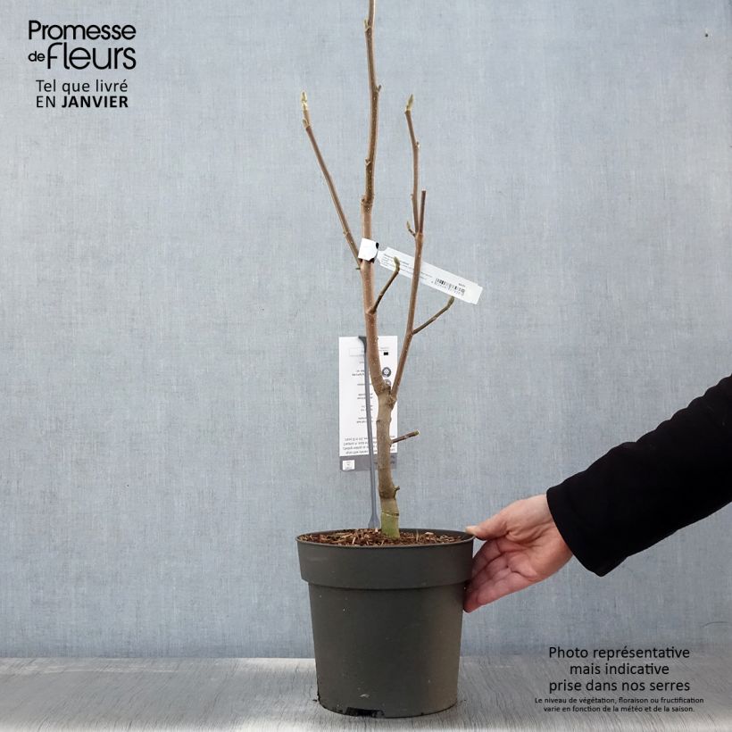 Magnolia brooklinensis Sunsation Maceta 3L/4L Ejemplar entregado en invierno