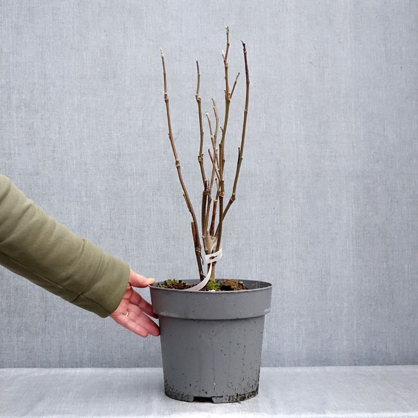 Magnolia Sunspire Maceta 6L/7L Ejemplar entregado en invierno