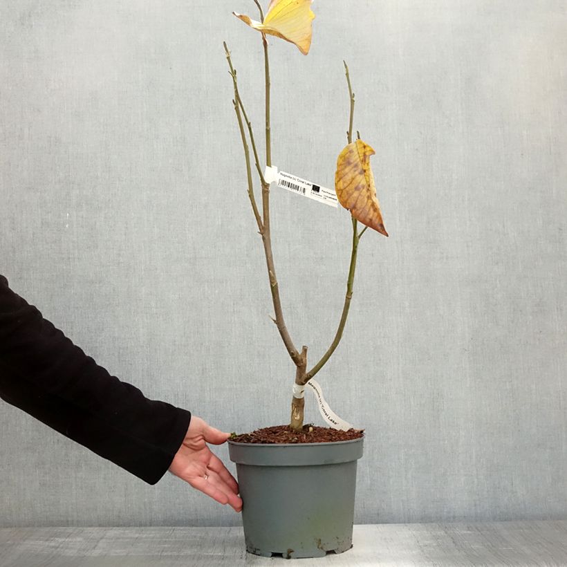 Ejemplar de Magnolia acuminata Coral Lake Maceta 3L/4L entregado en otoño