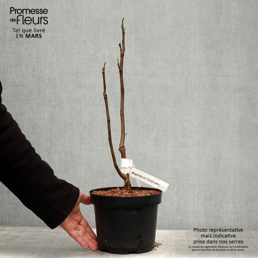 Magnolia acuminata Coral Lake Maceta 3L/4L Ejemplar entregado en la primavera