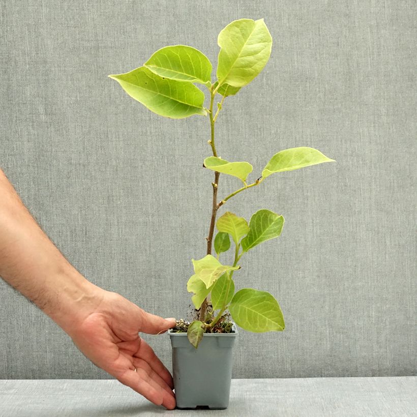Ejemplar de Magnolia soulangeana Cameo Maceta de 12 cm / 13 cm entregado en verano
