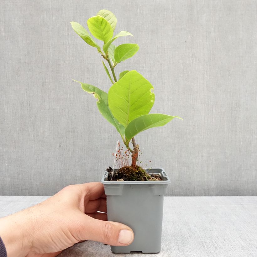 Magnolia soulangeana Cameo Maceta de 12 cm / 13 cm Ejemplar entregado en la primavera