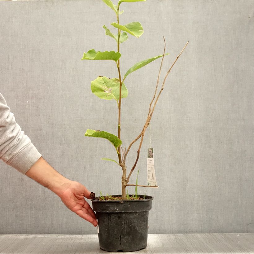 Ejemplar de Magnolia soulangeana Lennei Maceta 4L/5L entregado en otoño