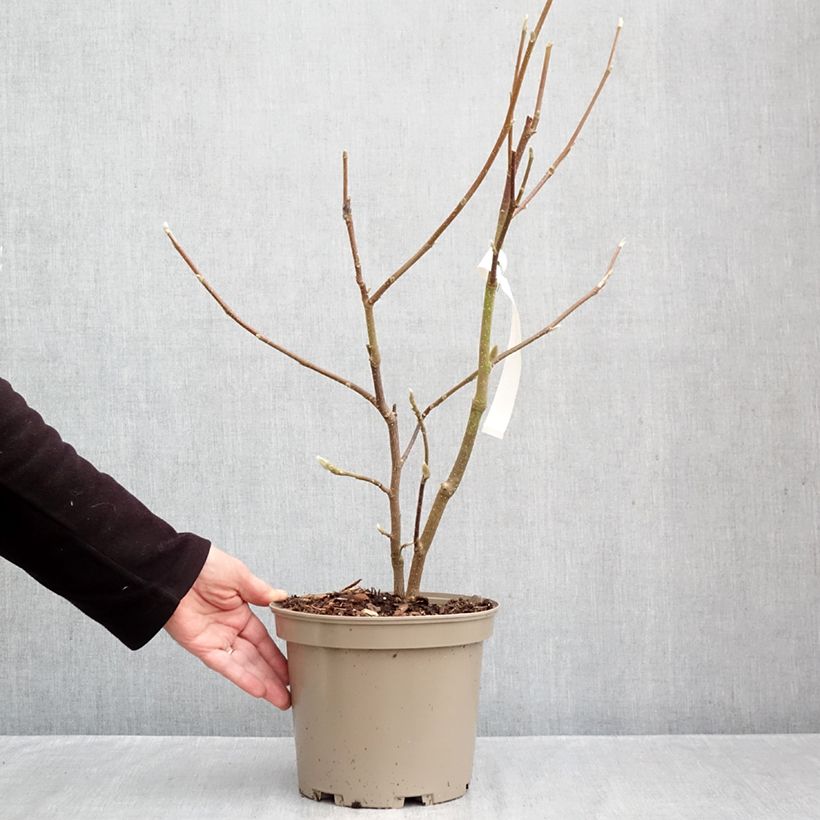 Ejemplar de Magnolia x soulangeana Picture Superba Maceta 4L/5L entregado en otoño