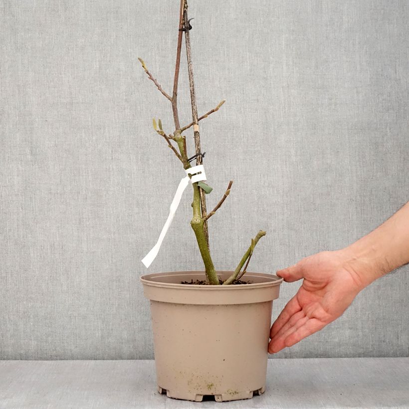 Magnolia x soulangeana Picture Superba Maceta 4L/5L Ejemplar entregado en la primavera