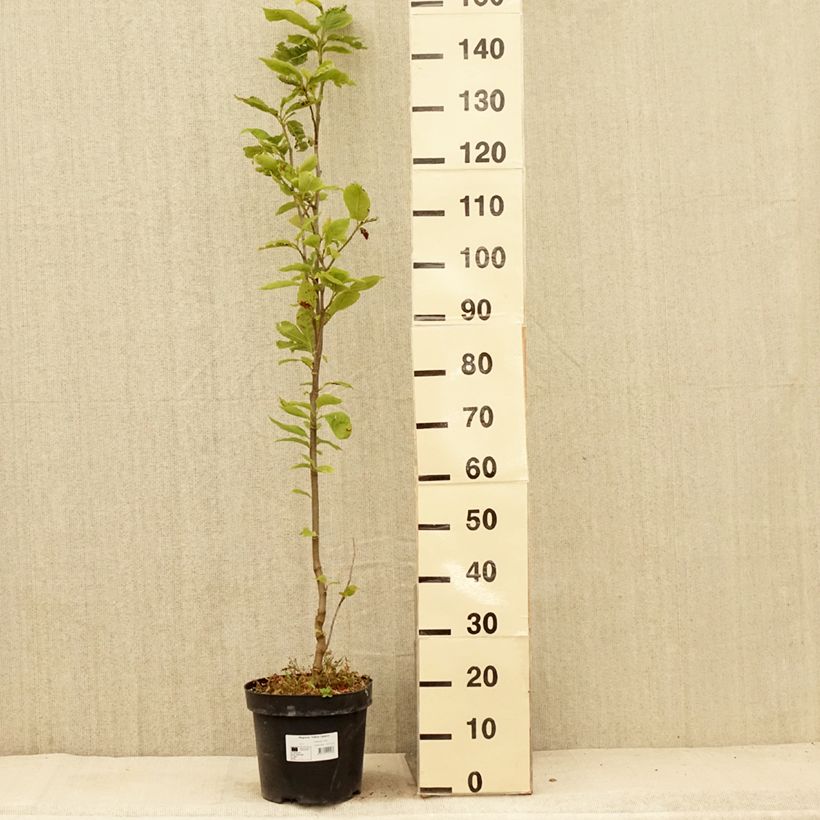 Ejemplar de Magnolia Yellow Lantern Maceta 6L/7L entregado en verano