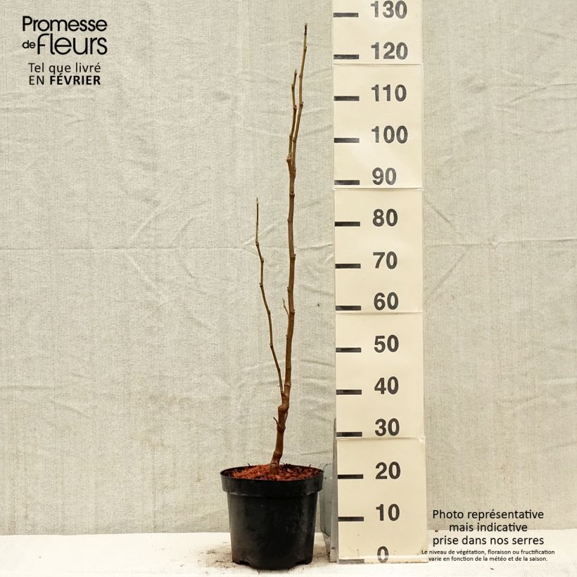 Magnolia Yellow Lantern Maceta 6L/7L Ejemplar entregado en invierno