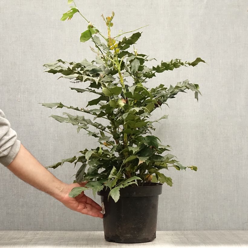 Ejemplar de Mahonia bealei Maceta 7,5L/10L entregado en verano