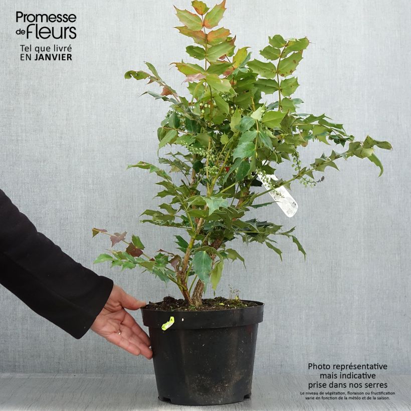 Mahonia bealei Maceta 7,5L/10L Ejemplar entregado en invierno