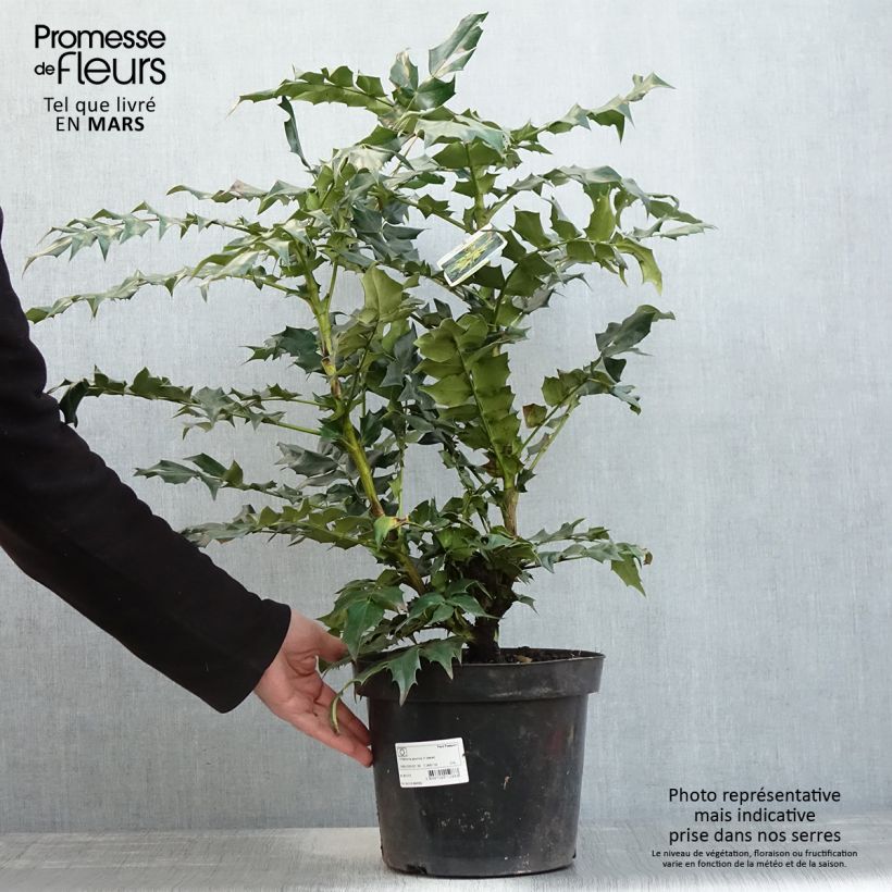 Mahonia bealei Maceta 7,5L/10L Ejemplar entregado en la primavera