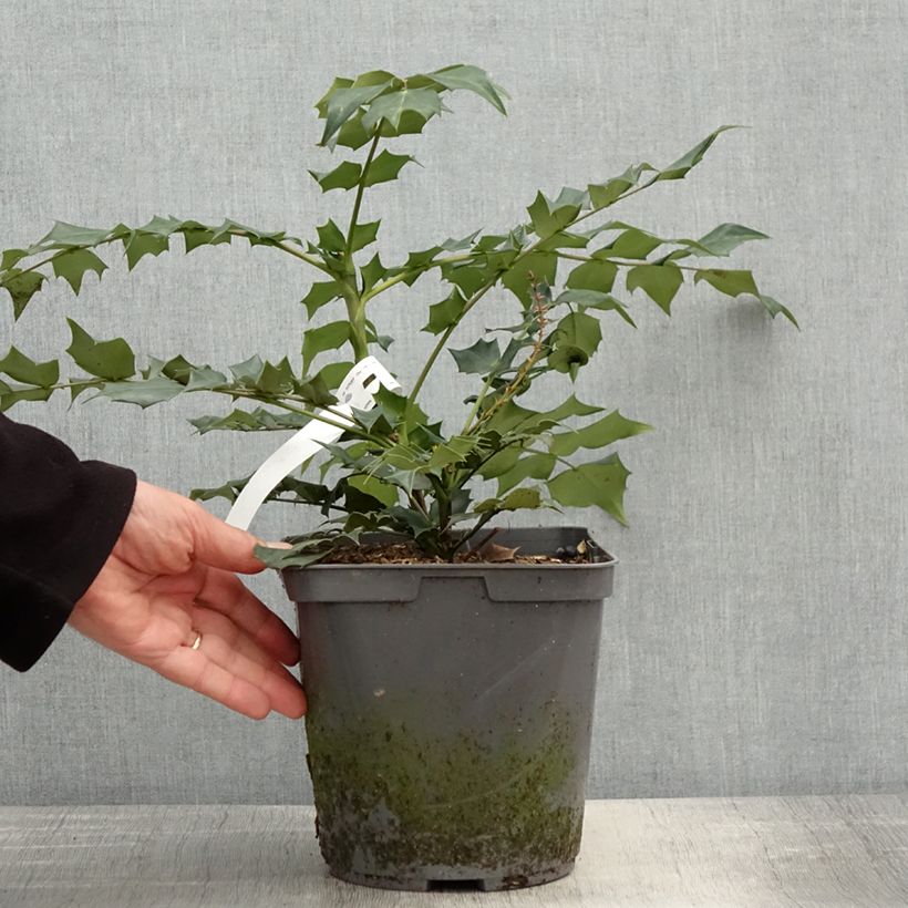 Mahonia bealei Maceta 3L/4L Ejemplar entregado en la primavera