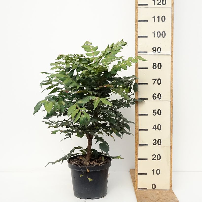 Ejemplar de Mahonia bealei Maceta 7,5L/10L entregado en otoño
