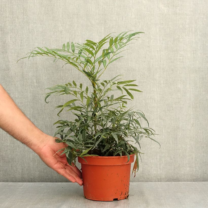 Ejemplar de Mahonia eurybracteata Nara Hiri Maceta 2L/3L entregado en verano