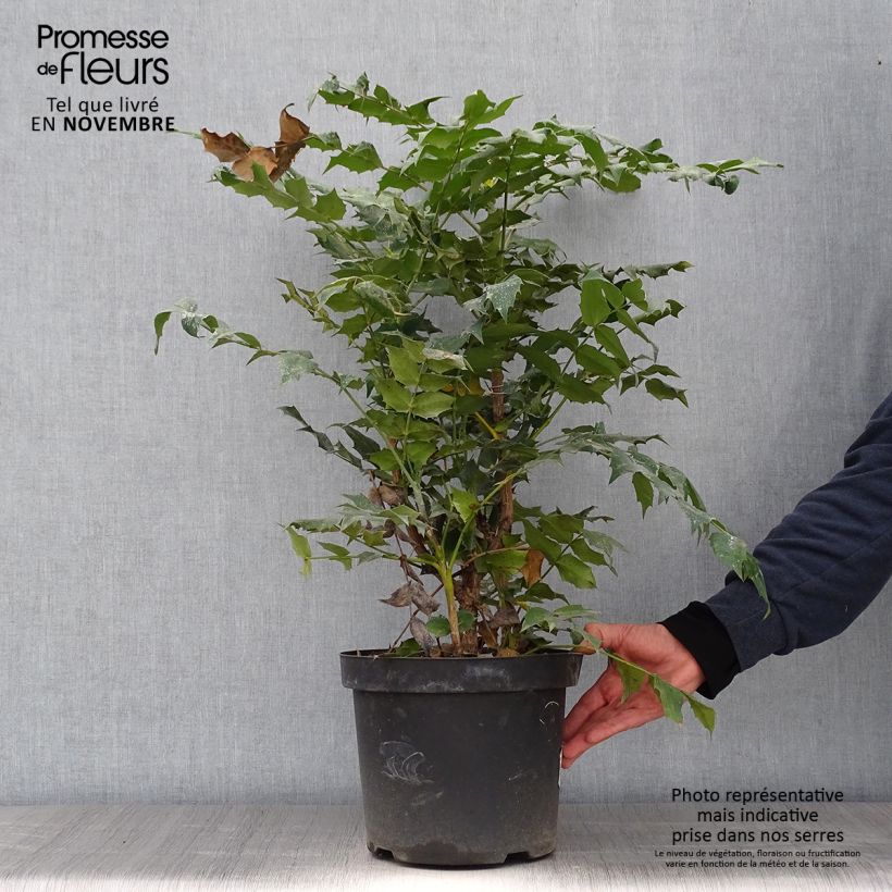 Ejemplar de Mahonia japonica Hivernant Maceta 7,5L/10L entregado en otoño