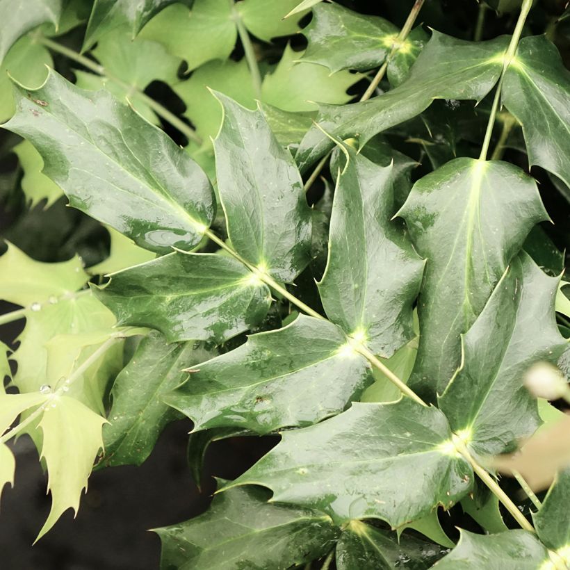 Mahonia japonica Hivernant (Follaje)
