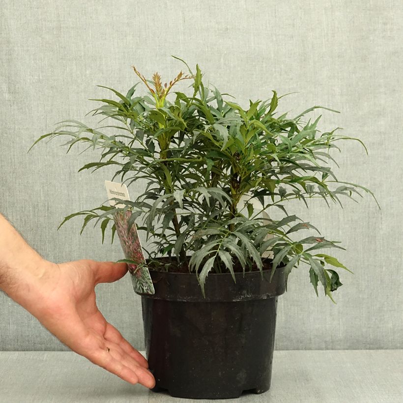 Ejemplar de Mahonia Meteor Maceta 3L/4L entregado en verano