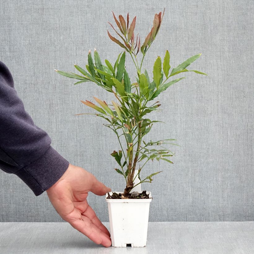 Mahonia sinensis Maceta de 8/9 cm Ejemplar entregado en la primavera