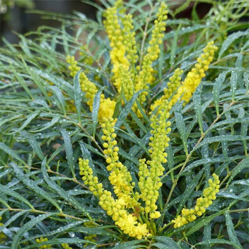Mahonia eurybracteata Soft Caress (Floración)