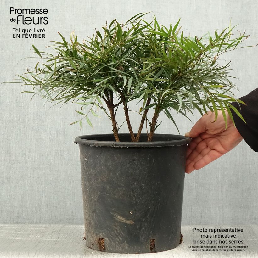 Mahonia eurybracteata Soft Caress Maceta 7,5L/10L Ejemplar entregado en invierno