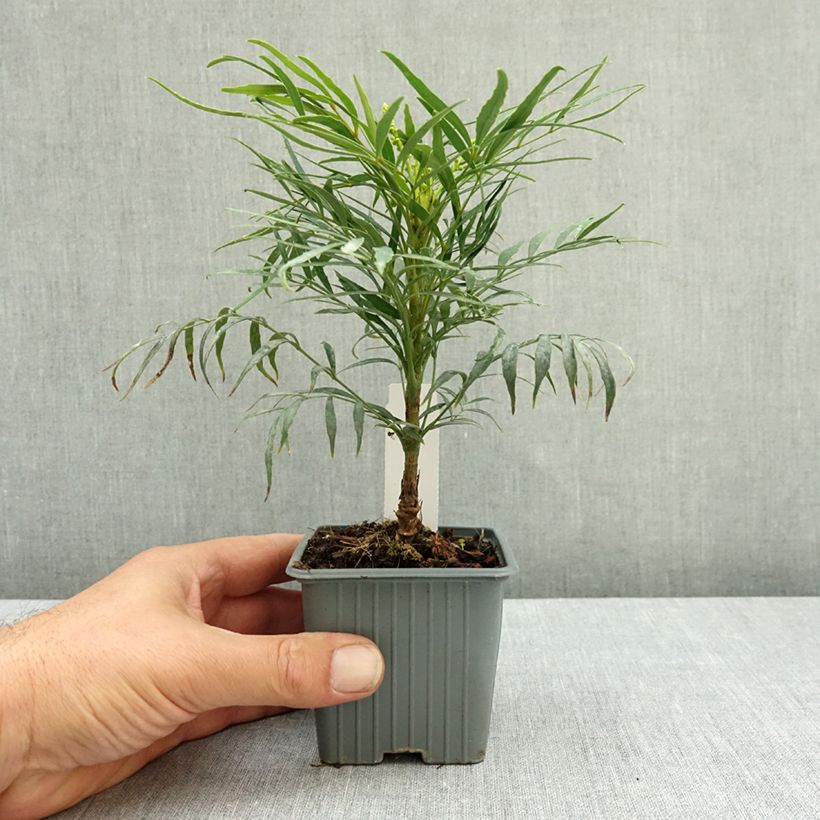 Ejemplar de Mahonia eurybracteata Soft Caress Maceta de 8/9 cm entregado en verano