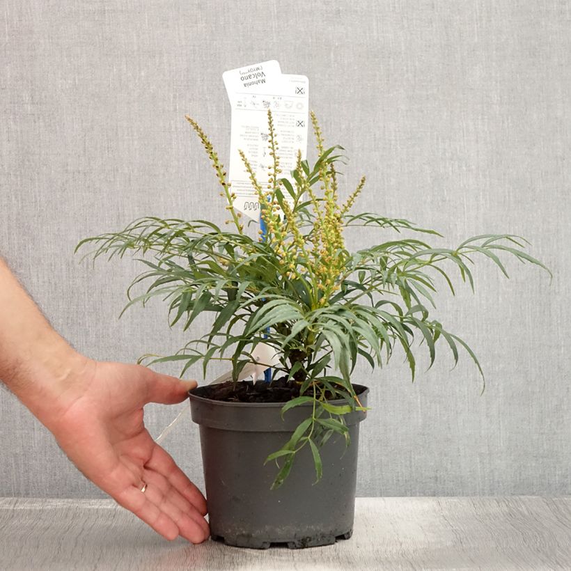 Ejemplar de Mahonia eurybracteata Volcano Maceta 2L/3L entregado en verano