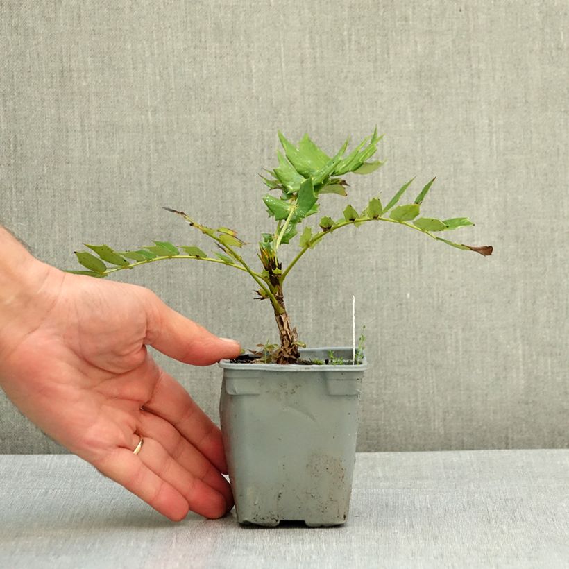 Ejemplar de Mahonia media Charity Maceta de 8/9 cm entregado en verano