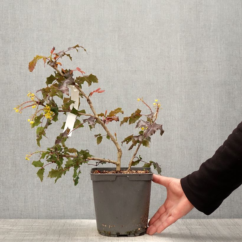 Mahonia wagneri Fireflame Maceta 4L/5L Ejemplar entregado en la primavera