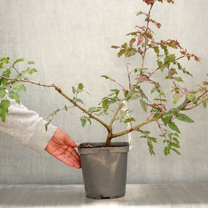Ejemplar de Mahonia wagneri Pinnacle Maceta 4L/5L entregado en otoño