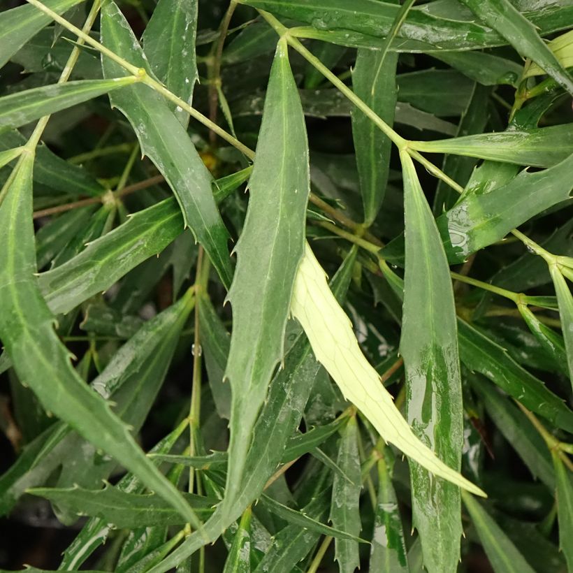 Mahonia eurybracteata Sweet Winter (Follaje)