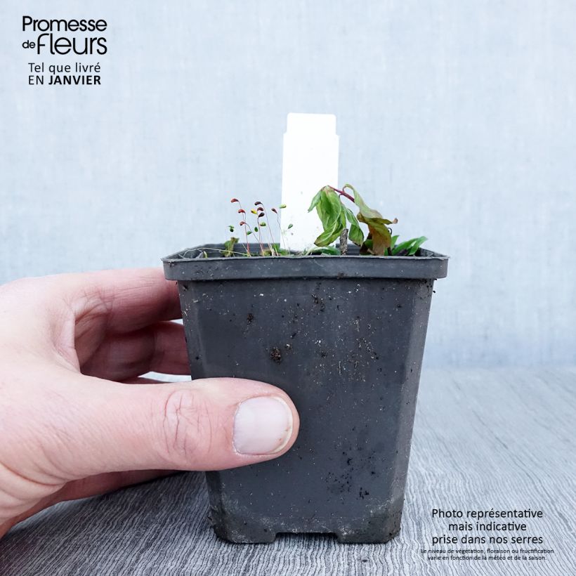 Maianthemum bifolium Maceta de 8/9 cm Ejemplar entregado en invierno