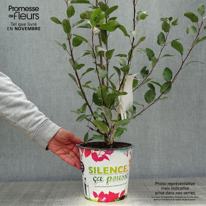 Ejemplar de Manzano ornemental Appletini Gulliver - Malus transitoria Maceta 4L/5L entregado en otoño