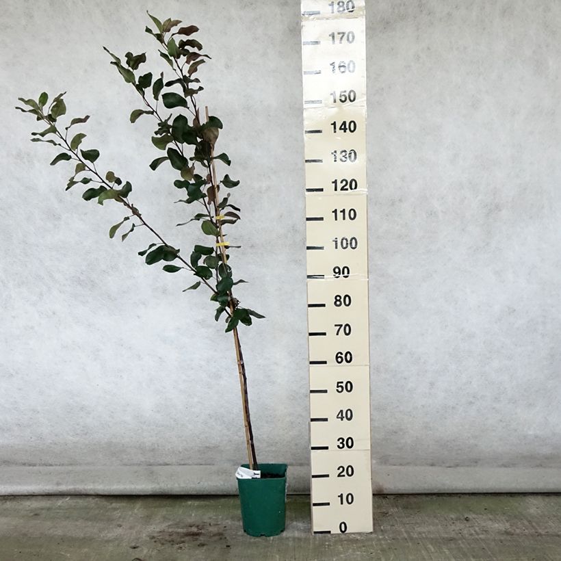 Ejemplar de Manzano ornemental Appletini Gulliver - Malus transitoria Maceta 4L/5L entregado en verano