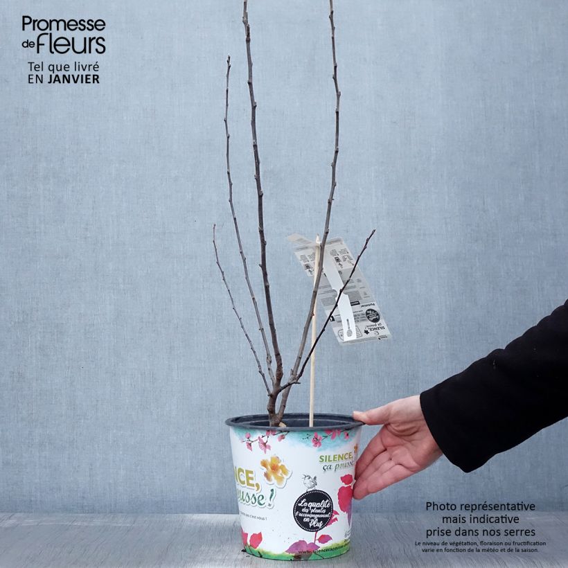 Manzano ornemental Appletini Gulliver - Malus transitoria Maceta 4L/5L Ejemplar entregado en invierno