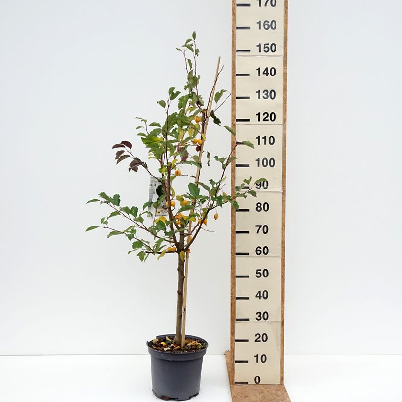 Ejemplar de Manzano de flor Comtesse De Paris Maceta 7,5L/10L, Poda en Huso entregado en otoño