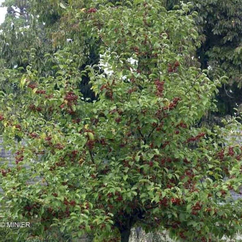 Manzano de flor Evereste (Porte)