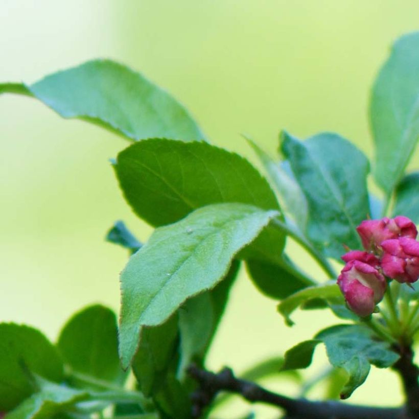 Malus toringo - Manzano de flor (Follaje)