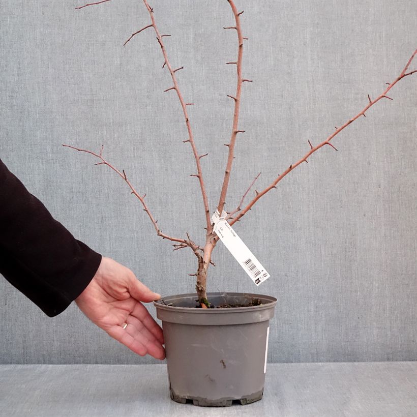 Ejemplar de Malus toringo - Manzano de flor Maceta 3L/4L entregado en otoño