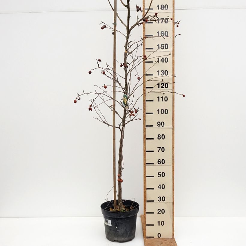Ejemplar de Manzano de flor robusta Yellow Siberian Maceta 12L/15L entregado en otoño
