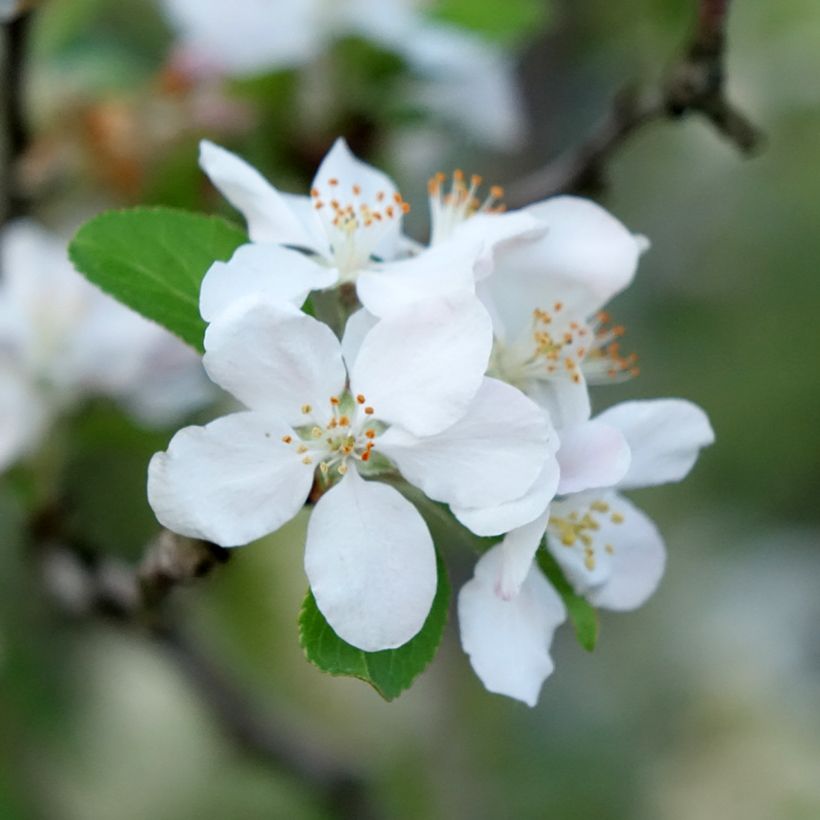 Manzano de flor robusta Yellow Siberian (Floración)