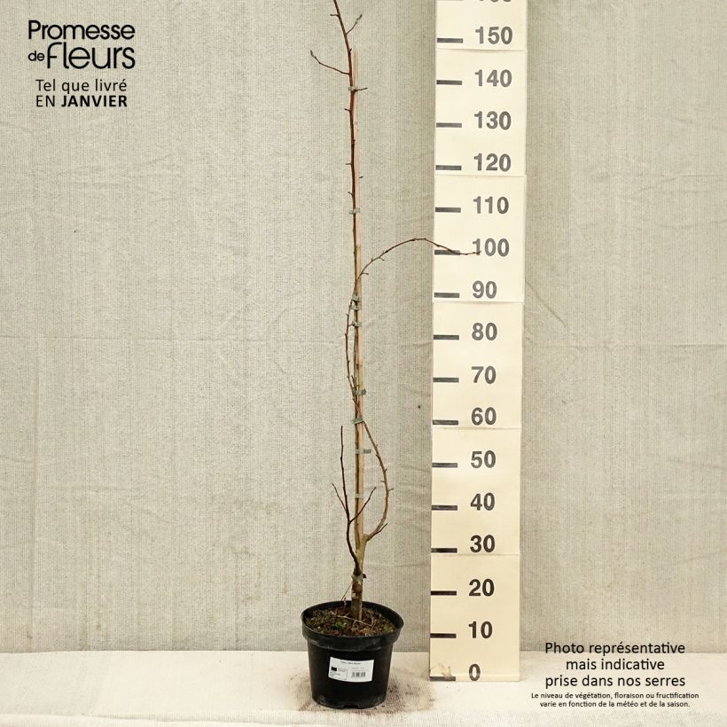 Manzano de flor robusta Yellow Siberian Maceta 12L/15L Ejemplar entregado en invierno