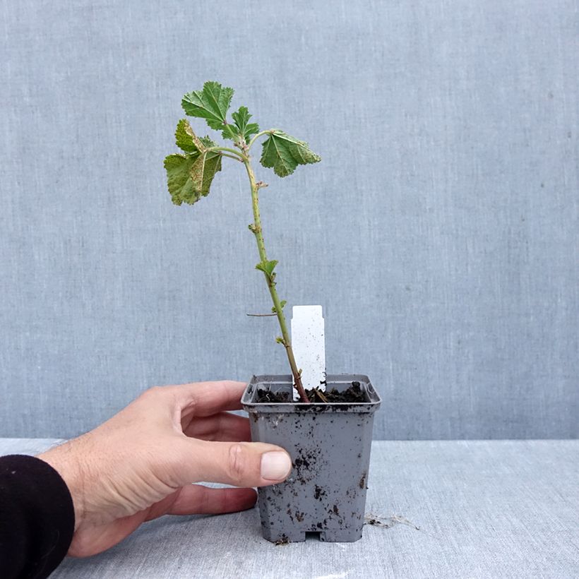 Ejemplar de Malva común Zebrina Blue - Malva sylvestris Maceta de 8/9 cm entregado en otoño