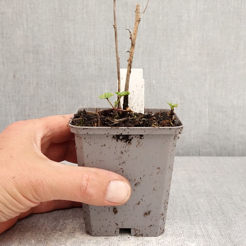 Malva común Zebrina Blue - Malva sylvestris Maceta de 8/9 cm Ejemplar entregado en la primavera