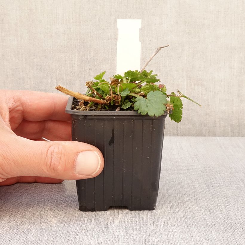 Malvastrum lateritium Maceta de 8/9 cm Ejemplar entregado en la primavera