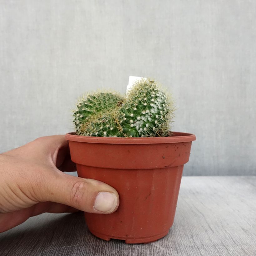 Ejemplar de Mammillaria elongata Cristata Maceta de 12 cm / 13 cm entregado en otoño