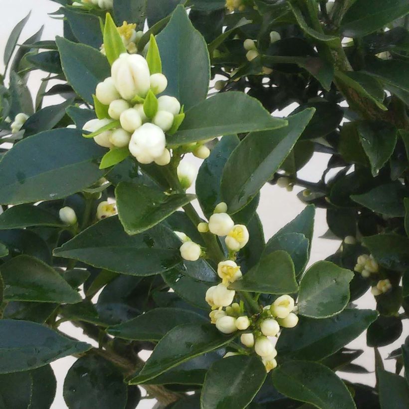 Mandarín - Citrus aurantium var. myrtifolia (Floración)